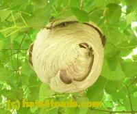 /home//u458753944/public_html/sourcegallery//Insects and small critters/ants bees and wasps (Hymenoptera)/zoom hornet.jpg